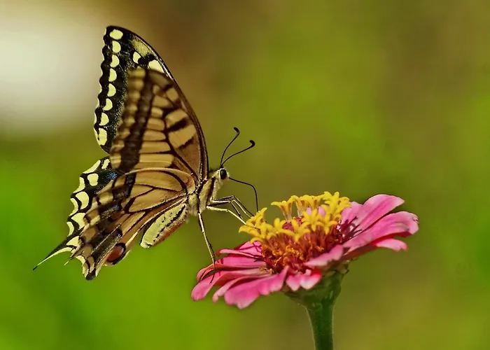 Paul's Garden Lejlighed Haraki