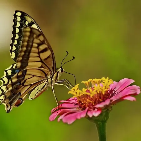 Paul's Garden Daire Haraki